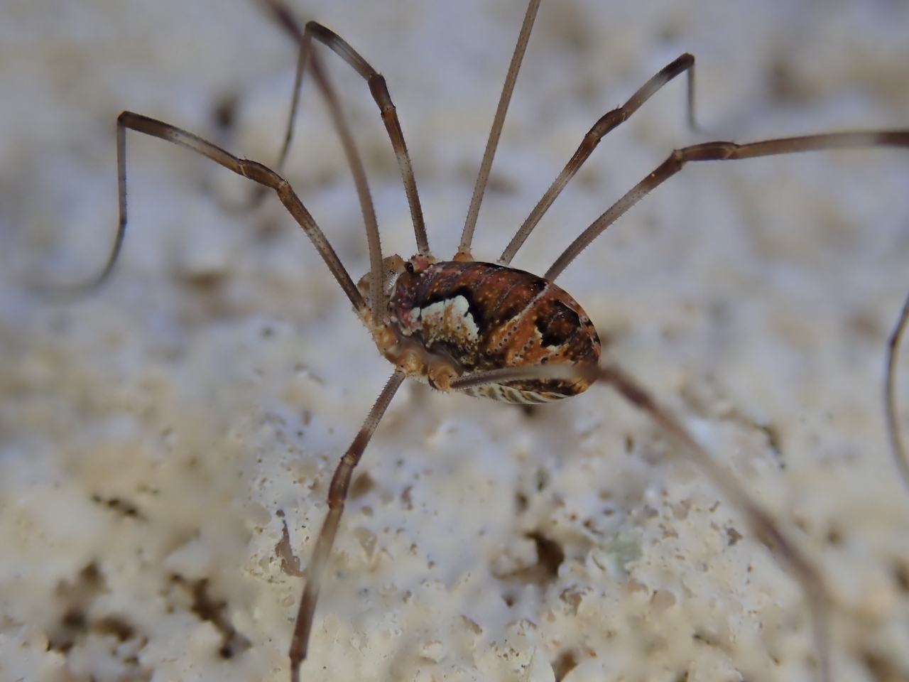 Dasylobus argentatus
